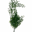HF0387-1