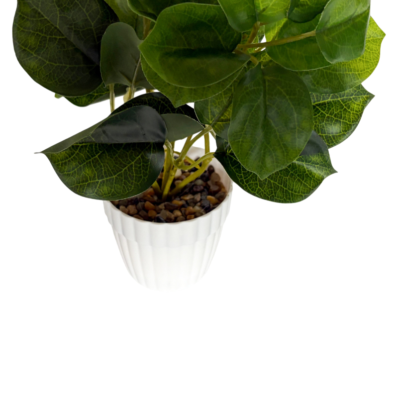 Planta de hojas verdes de árbol lira, maceta de plástico