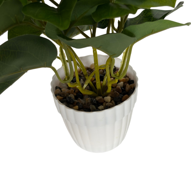 Planta de hojas verdes de árbol lira, maceta de plástico