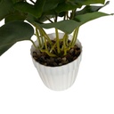 Planta de hojas verdes de árbol lira, maceta de plástico