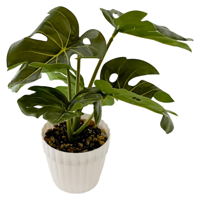 Planta de hojas verdes de monstera, maceta de plástico
