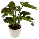 Planta de hojas verdes de monstera, maceta de plástico