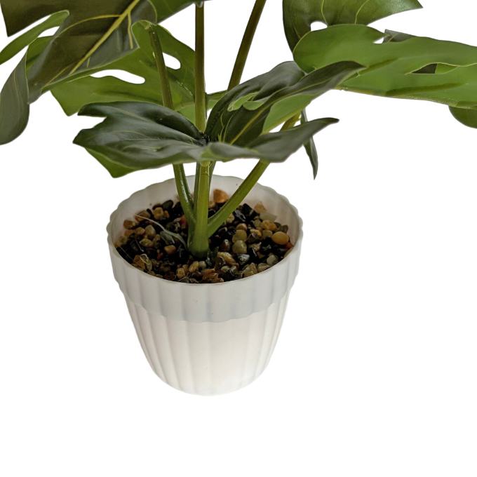 Planta de hojas verdes de monstera, maceta de plástico