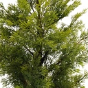 Árbol navideño frondoso ciprés, 168 ramas 90cm, con base de arpillera, en caja