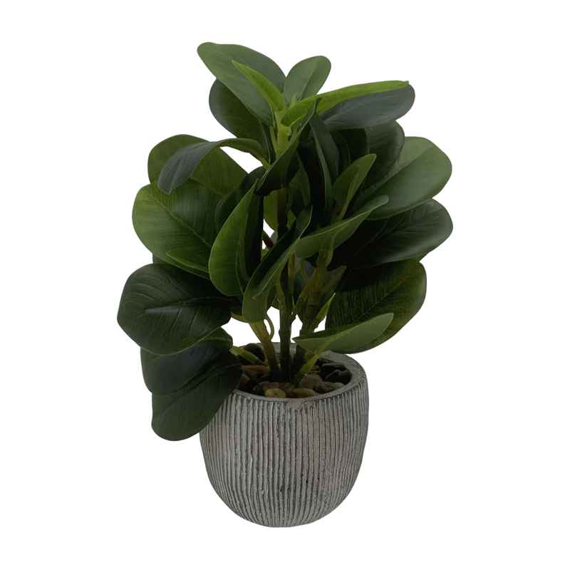 Planta de hojas verdes de peperomia, con maceta de cemento