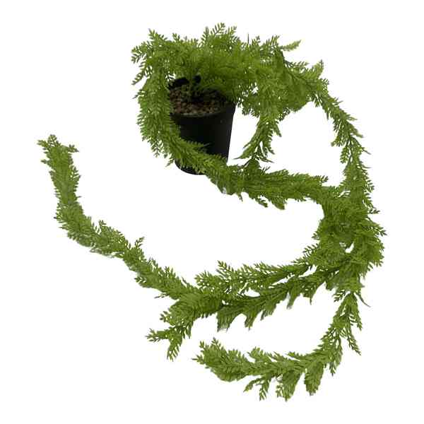 [HF0359] Planta de hojas verdes colgantes, con maceta