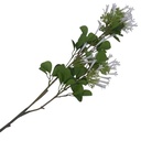 Ramo de flores jazmín de madagascar
