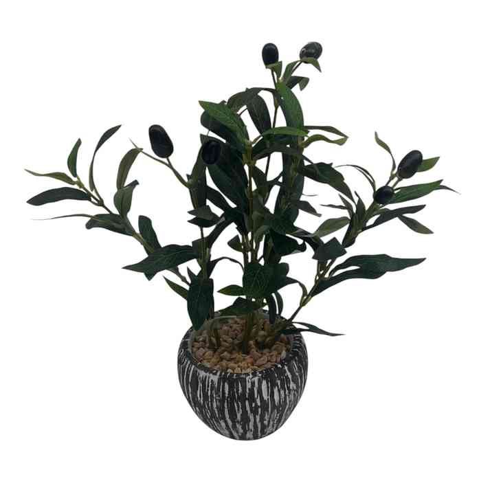 [HF0383] Planta de hojas verdes de olivo, en maceta cerámica