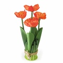 Planta con flores de amapolas, varios colores