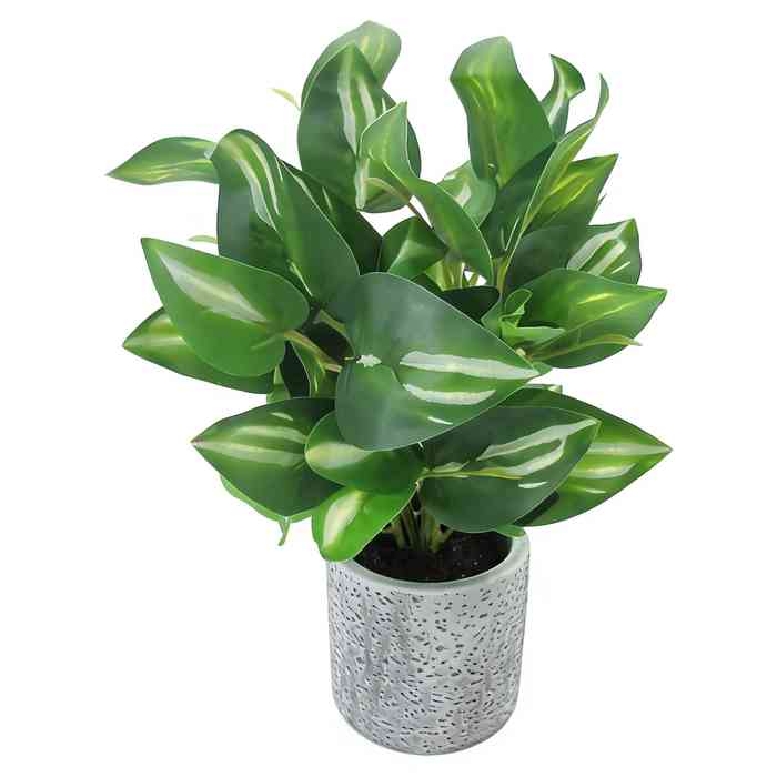 [HF0391] Planta de hojas verdes de Hosta, en maceta