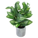 Planta de hojas verdes de Hosta, en maceta