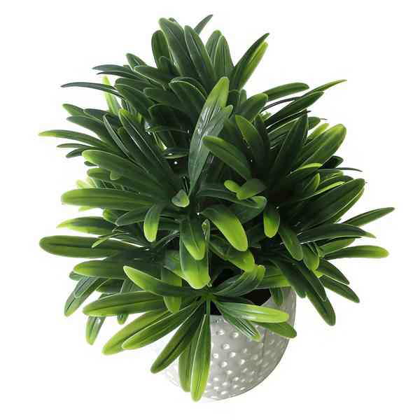 Planta de hojas verdes de euphorbia, en maceta