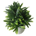 Planta de hojas verdes de euphorbia, en maceta