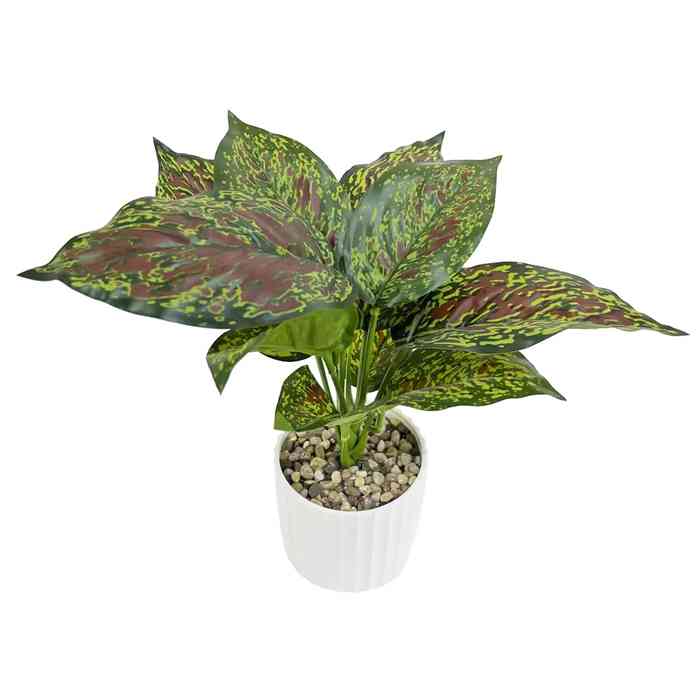 Planta de hojas verdes, en maceta