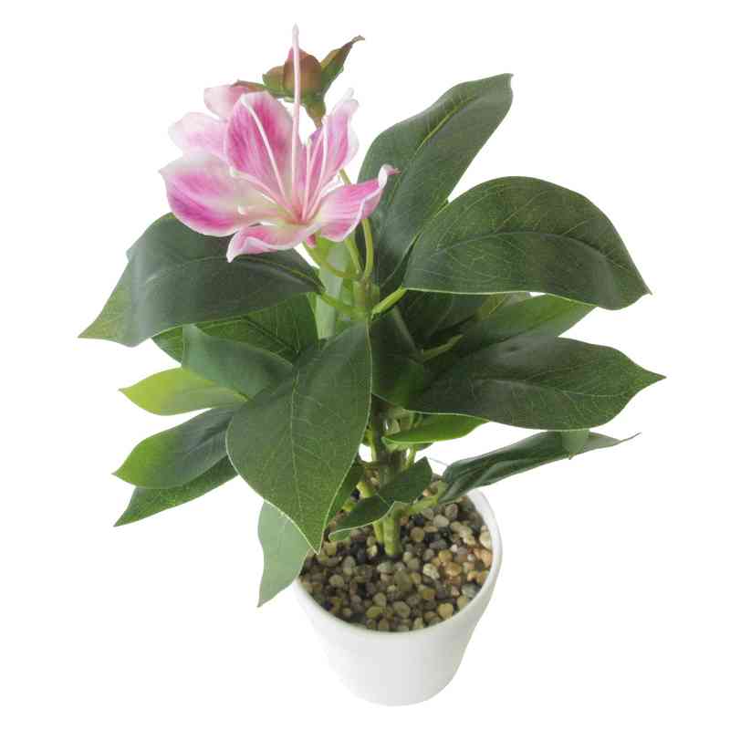 [HF0408] Planta con flores de Jade, maceta de plástico, varios colores
