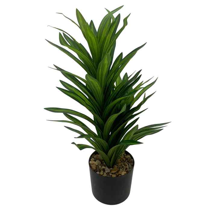 [HF0410] Planta de hojas verdes de drácena, con maceta de plástico