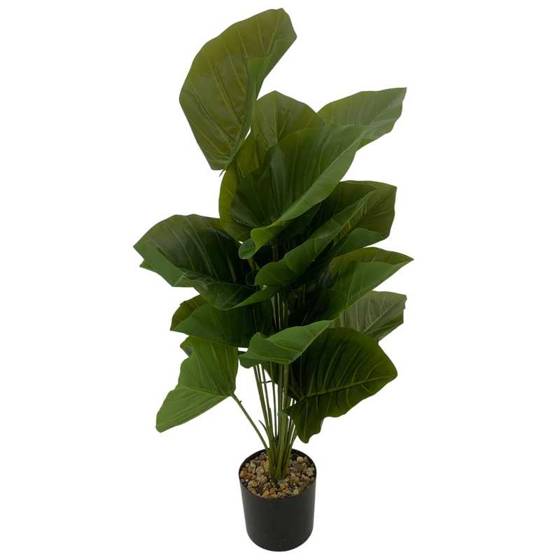 Planta de hojas verdes de alocasia, con maceta de plástico
