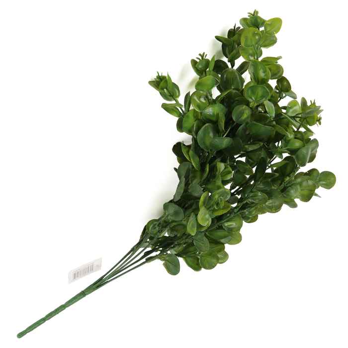 Planta de hojas verdes, oreja de ratón PACKx2