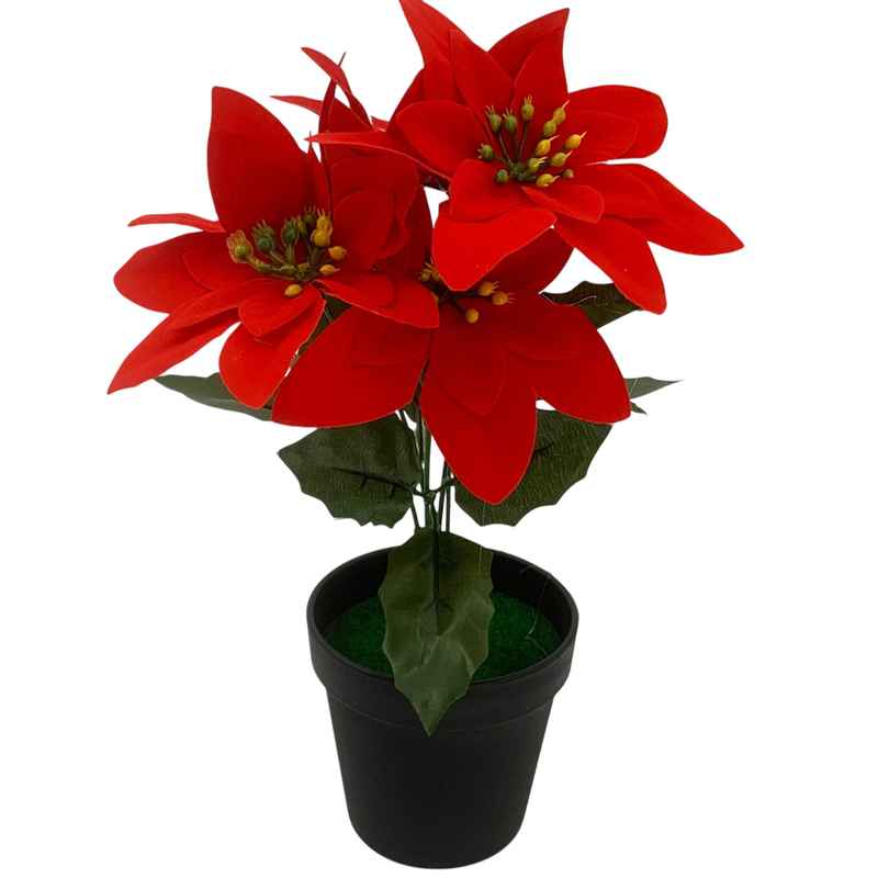Planta con flor de Navidad, en maceta de plástico, CAJAx2, varios colores