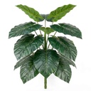 Planta de 18 hojas verdes de alocasia