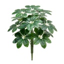 Planta de 18 hojas verdes de Cheflera