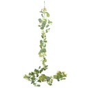 Planta de hojas verdes colgantes con flores blancas