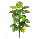 Planta de 18 hojas verdes de potus