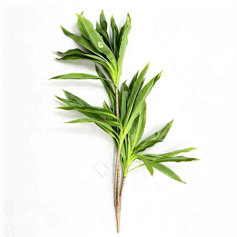 [HF0440] Planta drácena