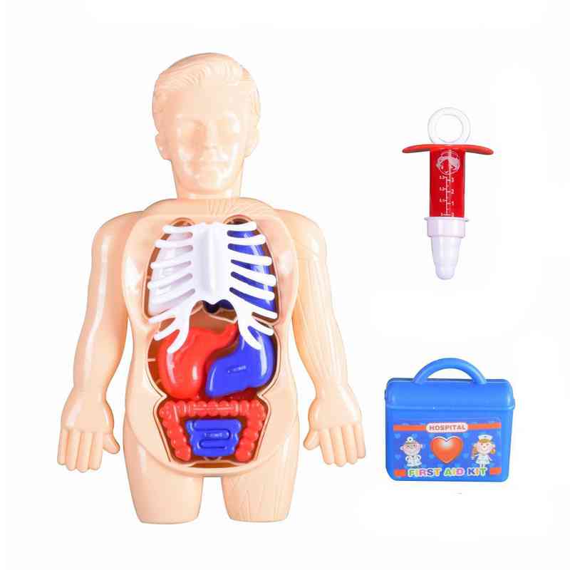 Set de doctor, muñeco educativo cuerpo humano con órganos removibles