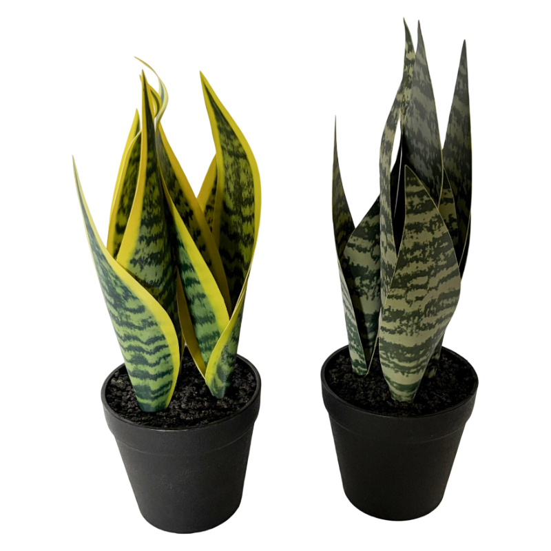 [HF0441] Planta de hojas verdes de espada de San Jorge, maceta de plástico