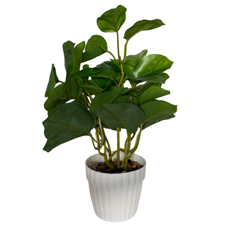 Planta de hojas verdes de árbol lira, maceta de plástico