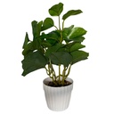 Planta de hojas verdes de árbol lira, maceta de plástico