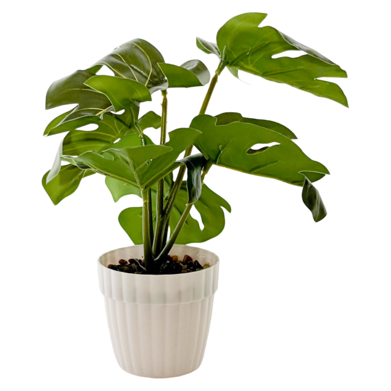 [HF0443] Planta de hojas verdes de monstera, maceta de plástico
