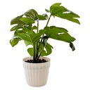 Planta de hojas verdes de monstera, maceta de plástico