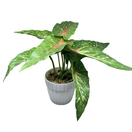 [HF0444] Planta de hojas verdes de Syngonium, maceta de plástico